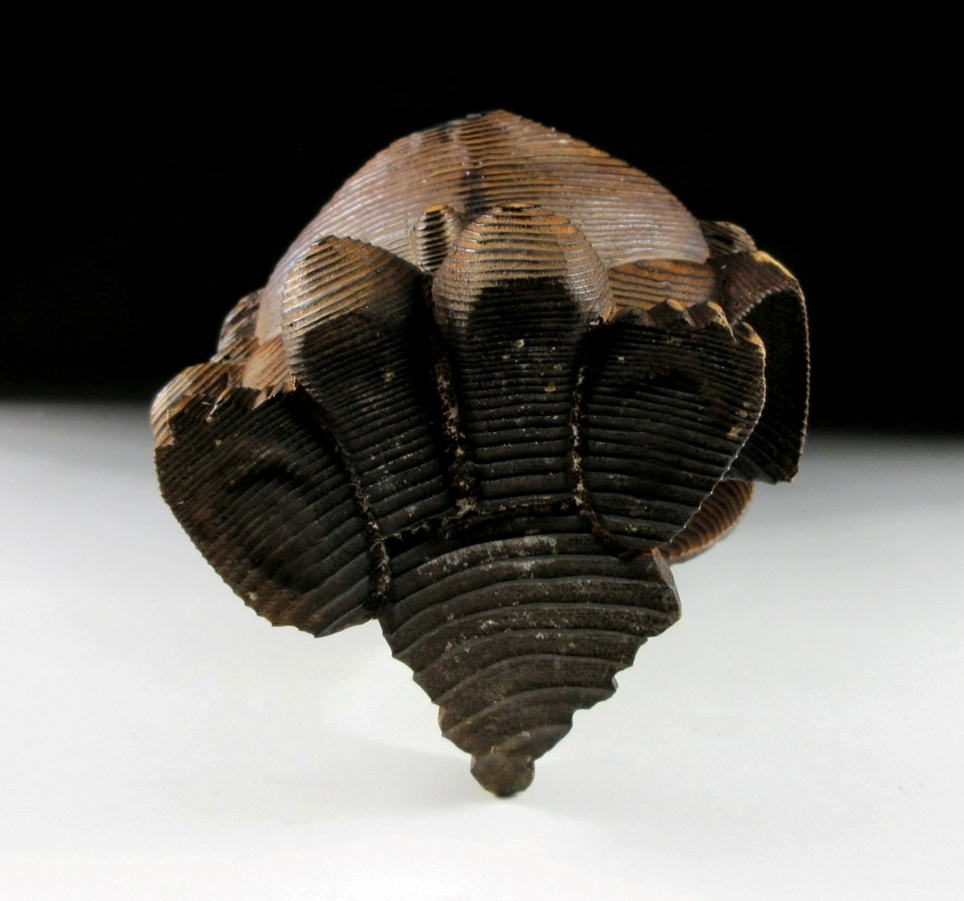 Cedar Tanuki Okimono