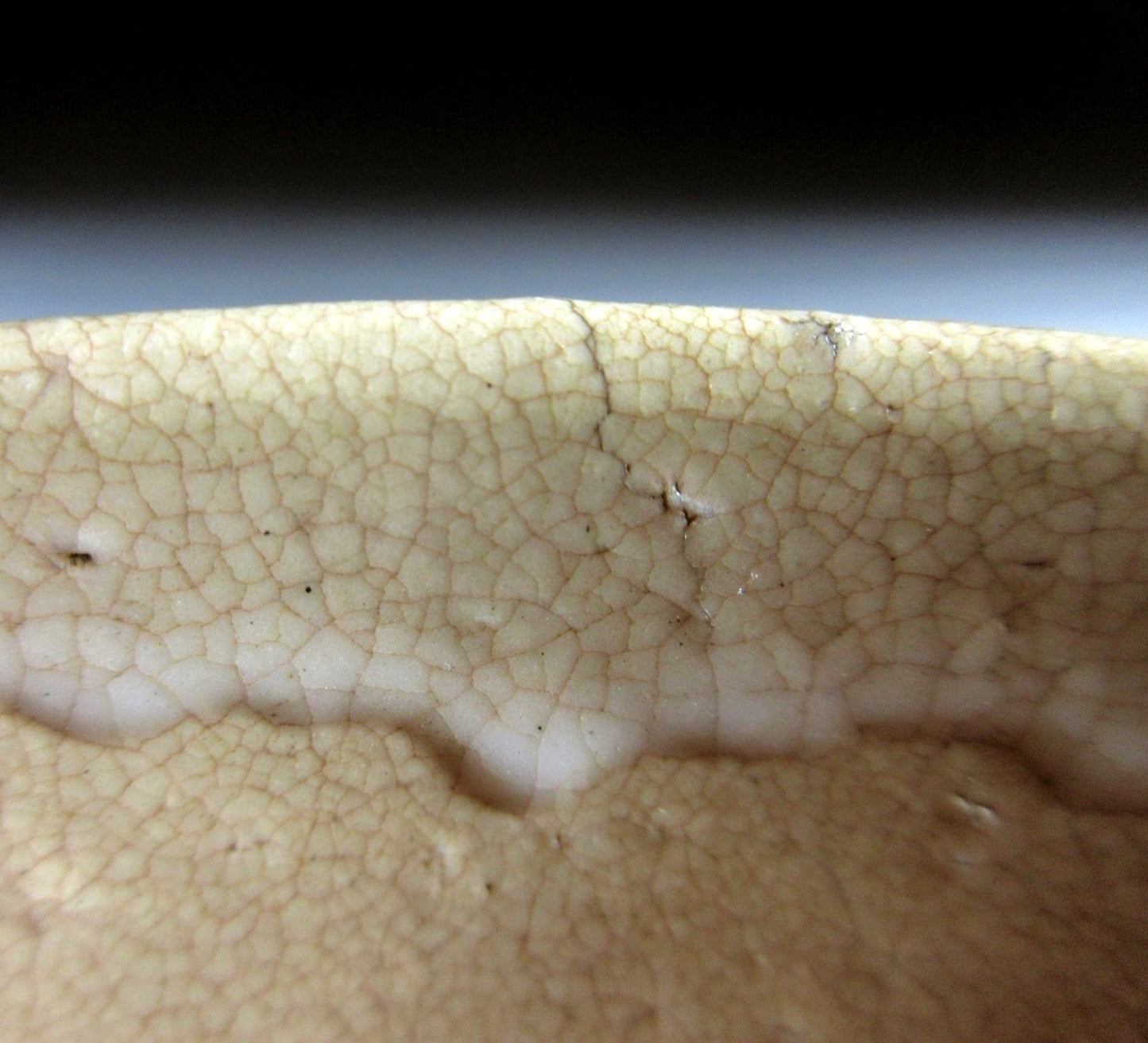 Tomehara Nobuo Hagi-ware Chawan
